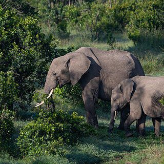 Ol Pejeta - Elephants